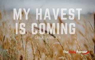 My Harvest is Coming - Galatians 6:9