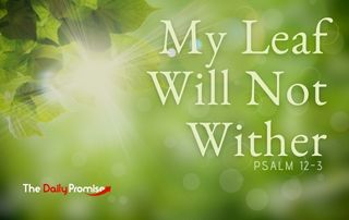 My Leaf Does Not Wither - Psalm 1:2-3