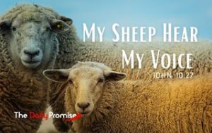 My Sheep Hear My Voice - John 10:27