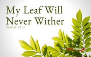 My Leaf Will Never Wither - Psalm 1:2-3