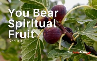 You Bear Spiritual Fruit - John 15:8