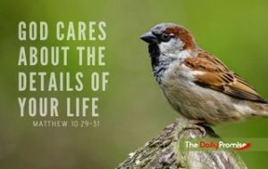 Bird with the caption - God Cares about the Details of Your Life - Matthew 10:29-30