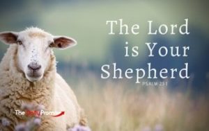 A sheep facing the screen - the Lord is Your Shepherd - Psalm 23:1