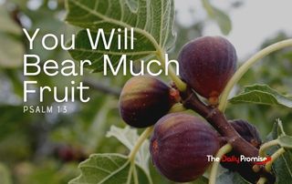 A cluster of Figs with the caption - You Will Bear Much Fruit - Psalm 1:2-3