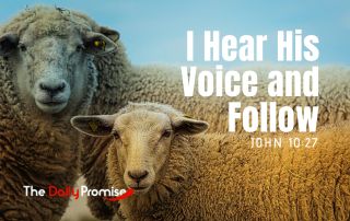 Picture of sheep facing the camera. "I Hear His Voice and Follow." - John 10:27