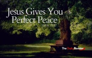 Bench sitting under a shade tree with the words, Jesus Gives You Perfect Peace.