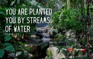 Forest with stream flowing over rocks. Caption read. You are Planted you by Streams of Living Water, Psalm 1:2-3