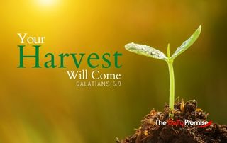 Sprout coming out of the ground "Your Harvest will Come" - Galatians 6:9
