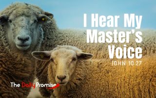 Picture of sheep facing the camera. "I Hear My Master's Voice." - John 10:27