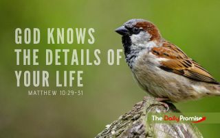 A bird sitting on a branch with a green background. The caption reads - God Knows the Details of Your Life - Matthew 10:29-30