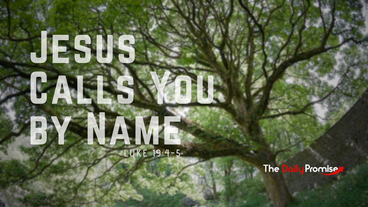 Looking up into the branches of a tree with the words - Jesus Calls You by Name - Luke 19:4-5