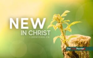 A new plant springing from an old sump with the words "New in Christ" 2 Corinthians 5:17