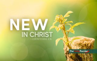 A new plant springing from an old sump with the words "New in Christ" 2 Corinthians 5:17