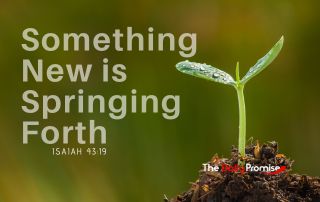 A small plant is growing out of the ground.