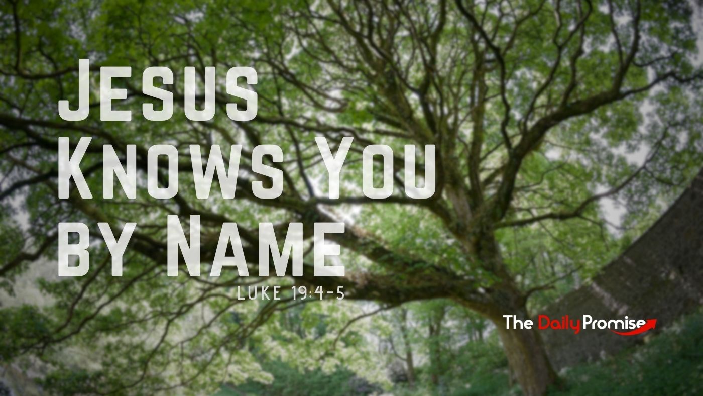 Looking up into the branches of a tree with the words - Jesus Knows You by Name - Luke 19:4-5
