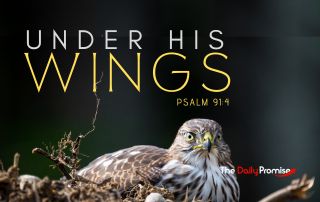 An eagle resting in a nest, looking forward. the background is dark, with the words "Under His Wings" Psalm 94:1 under it in dark yellow.